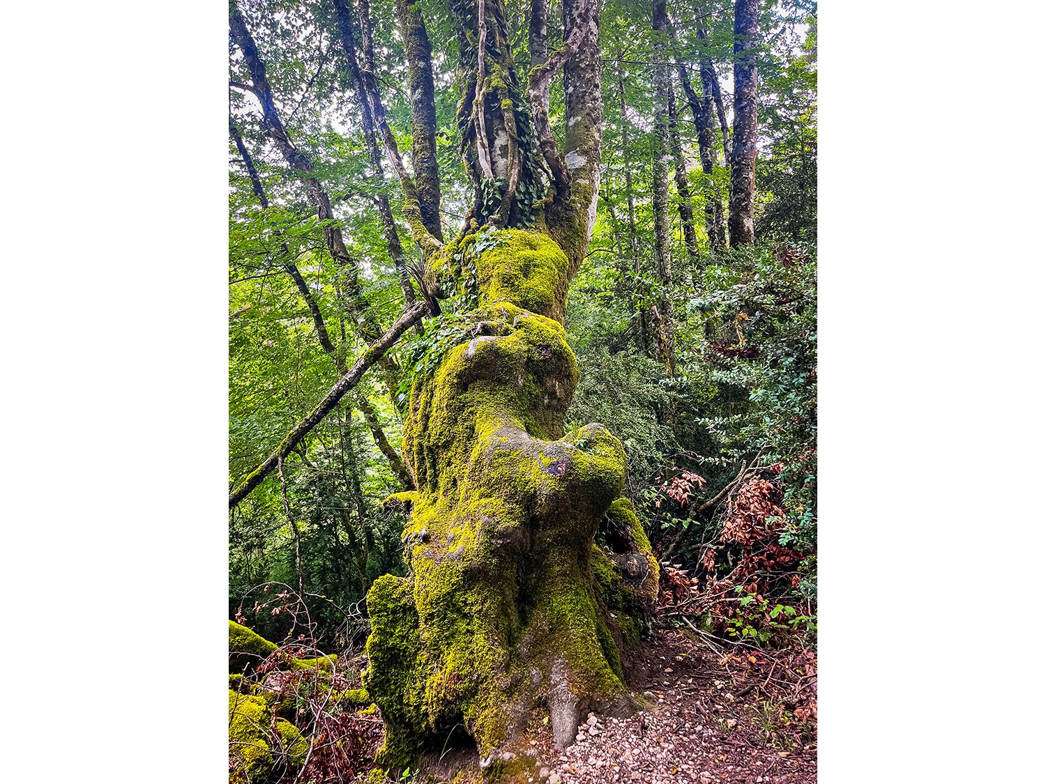 Camino Frances Roncesvalles to Zubiri