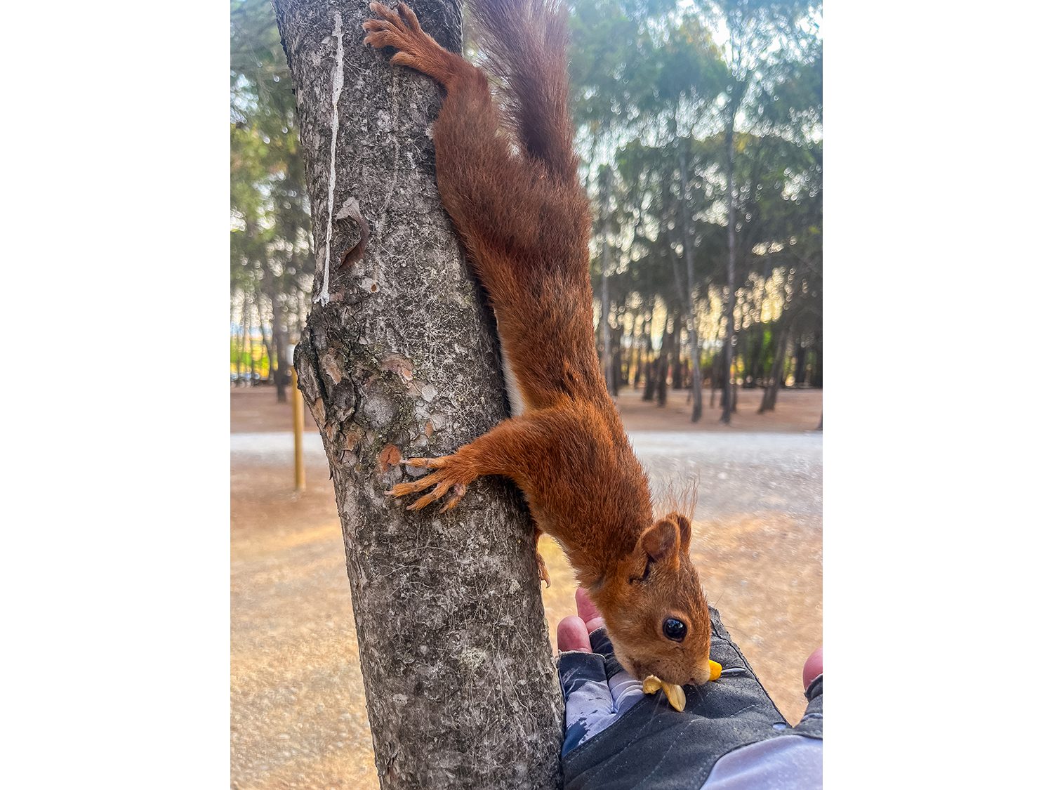 Camino Frances Logrono to Navarette