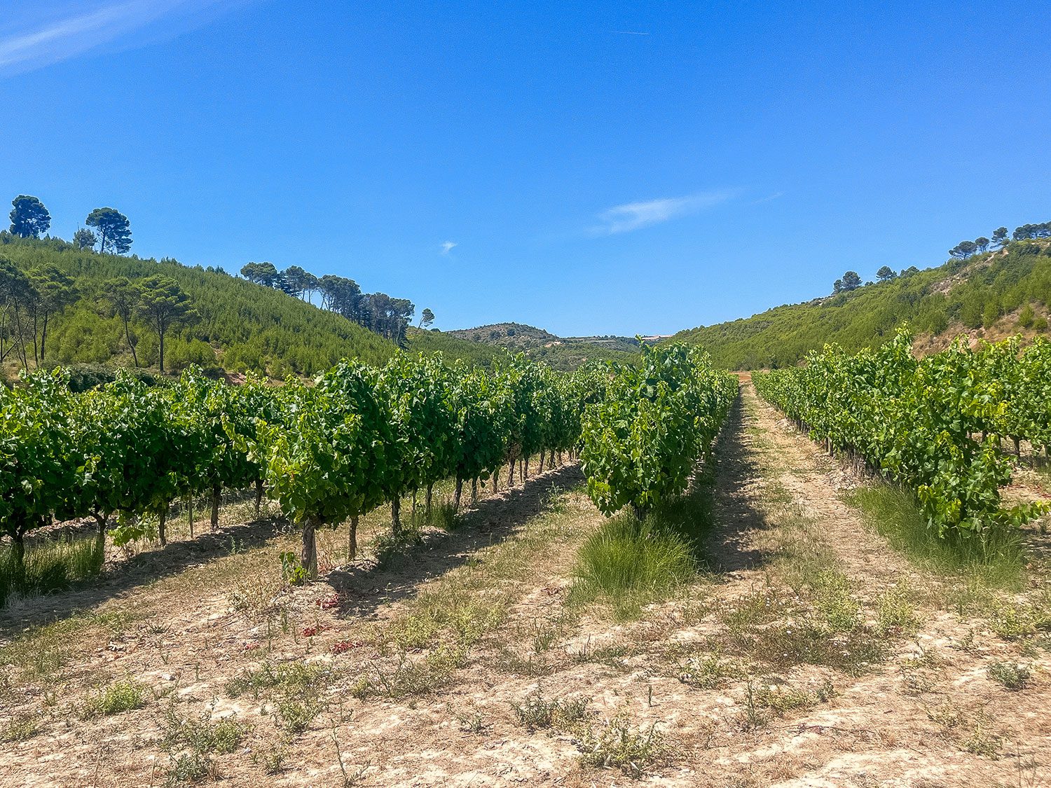Camino Frances Los Arcos to Viana