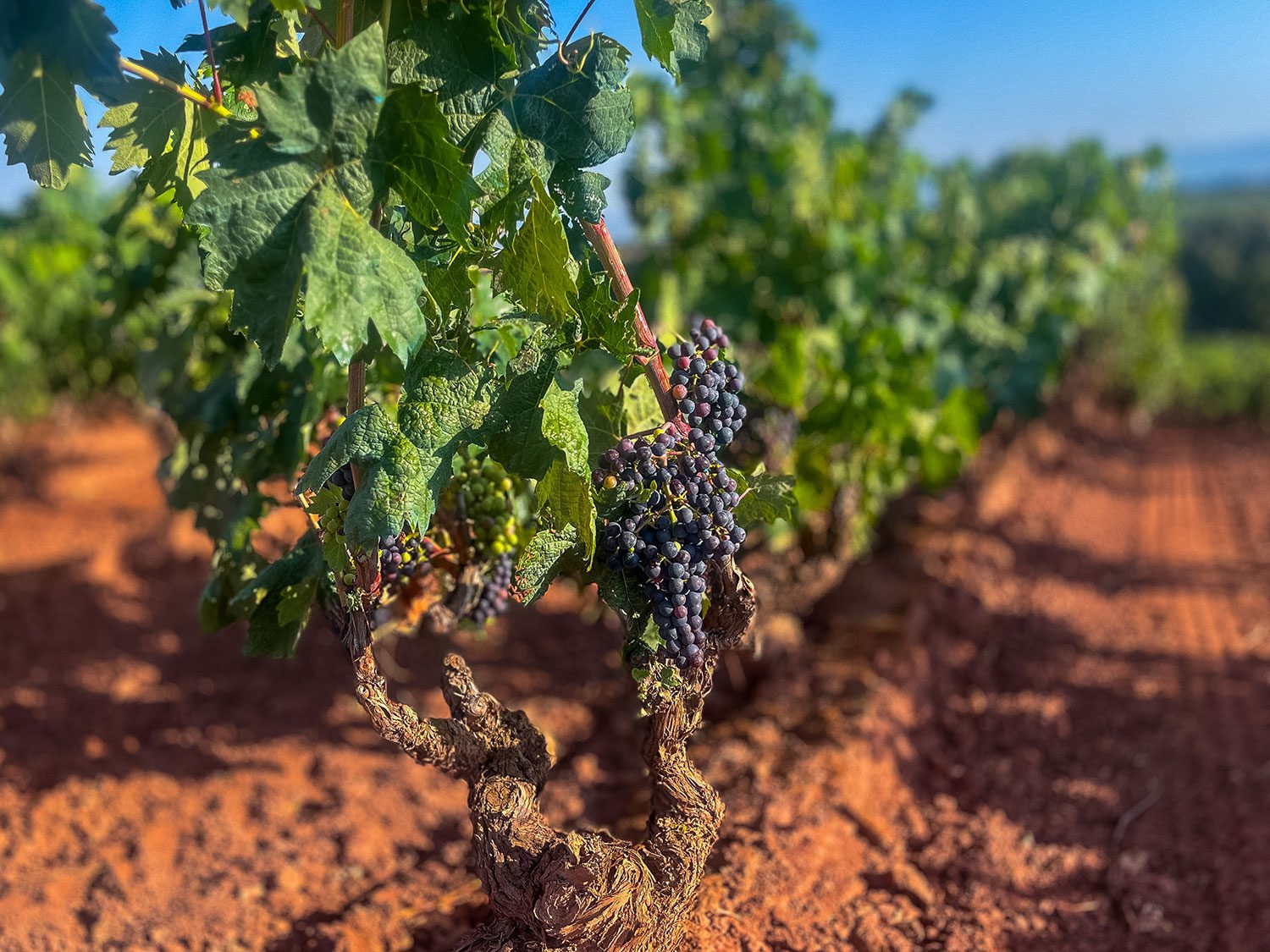 Camino Frances Navarette to Najera