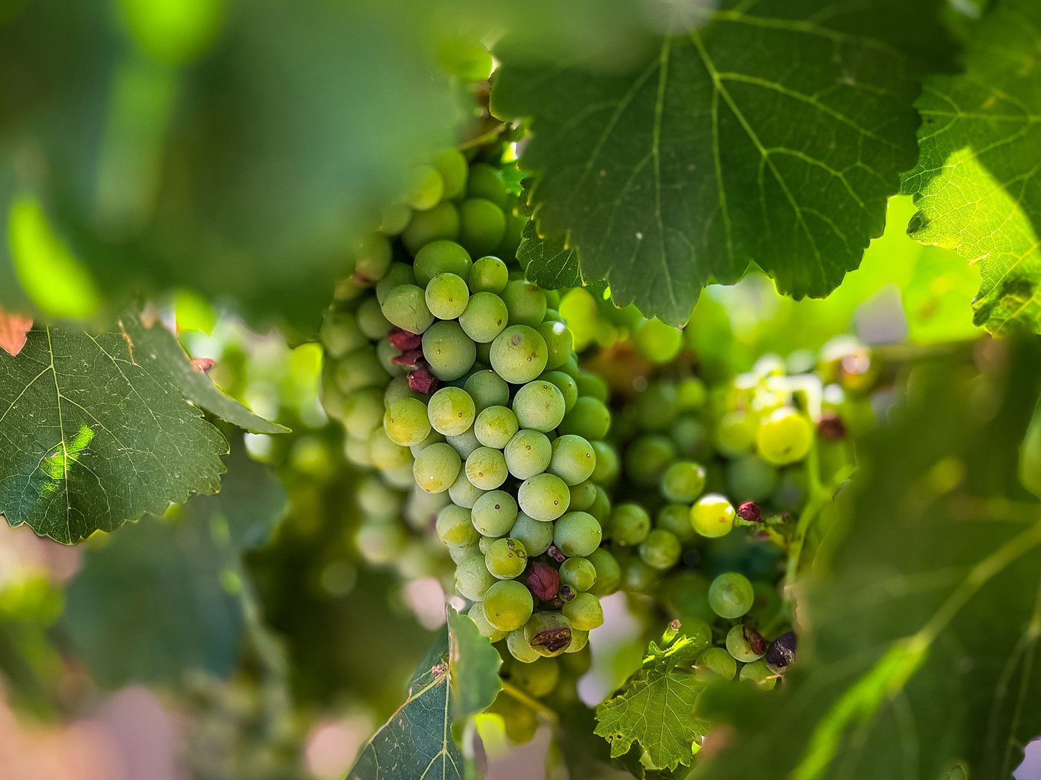 Camino Frances Puente La Reina to Villatuerta