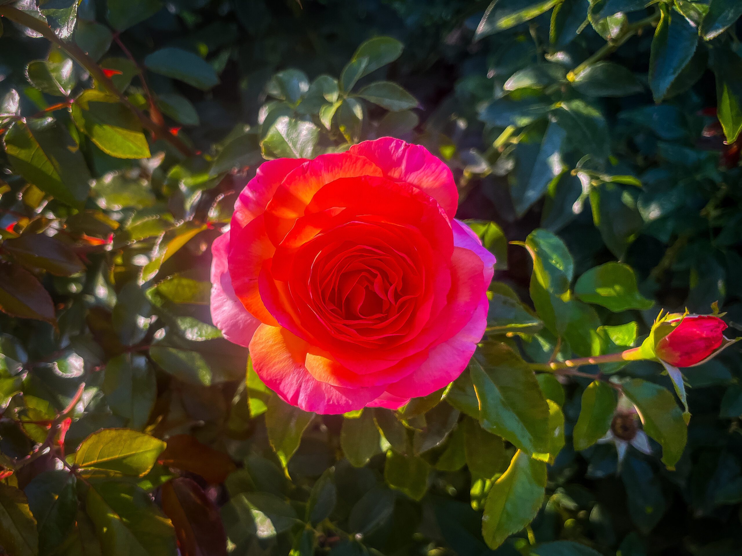 Camino Frances Viana to Logrono