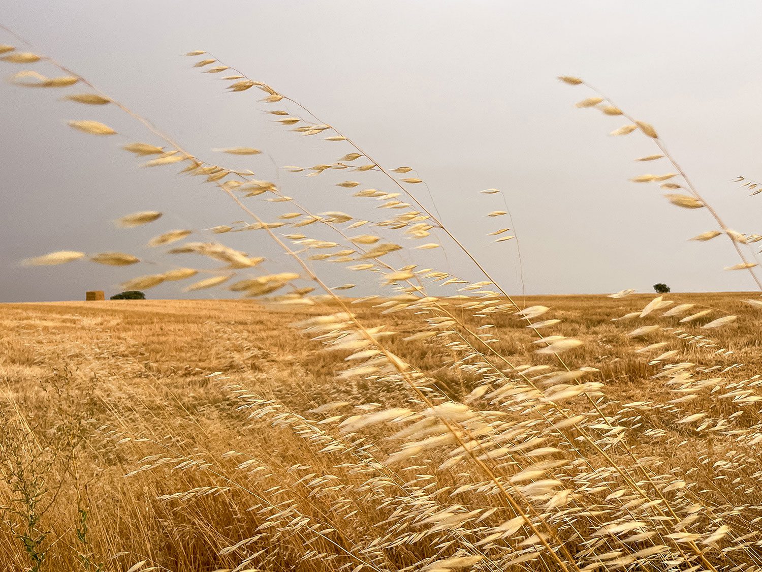 Camino Frances Villalcazar de Sirga to Calzadilla de la Cueza