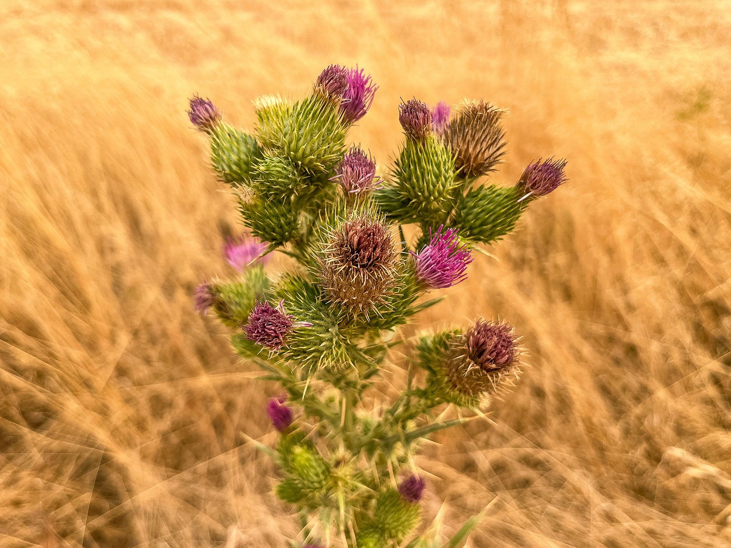 Camino Frances Villalcazar de Sirga to Calzadilla de la Cueza