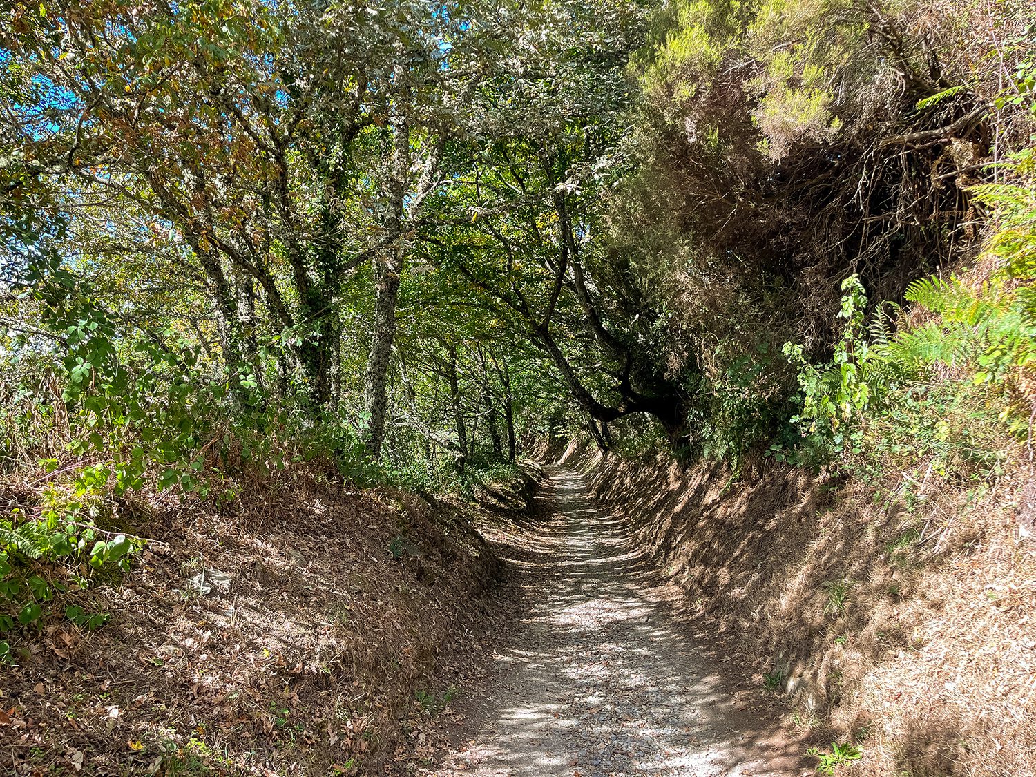 Camino Frances O Cebreiro to Triacastela
