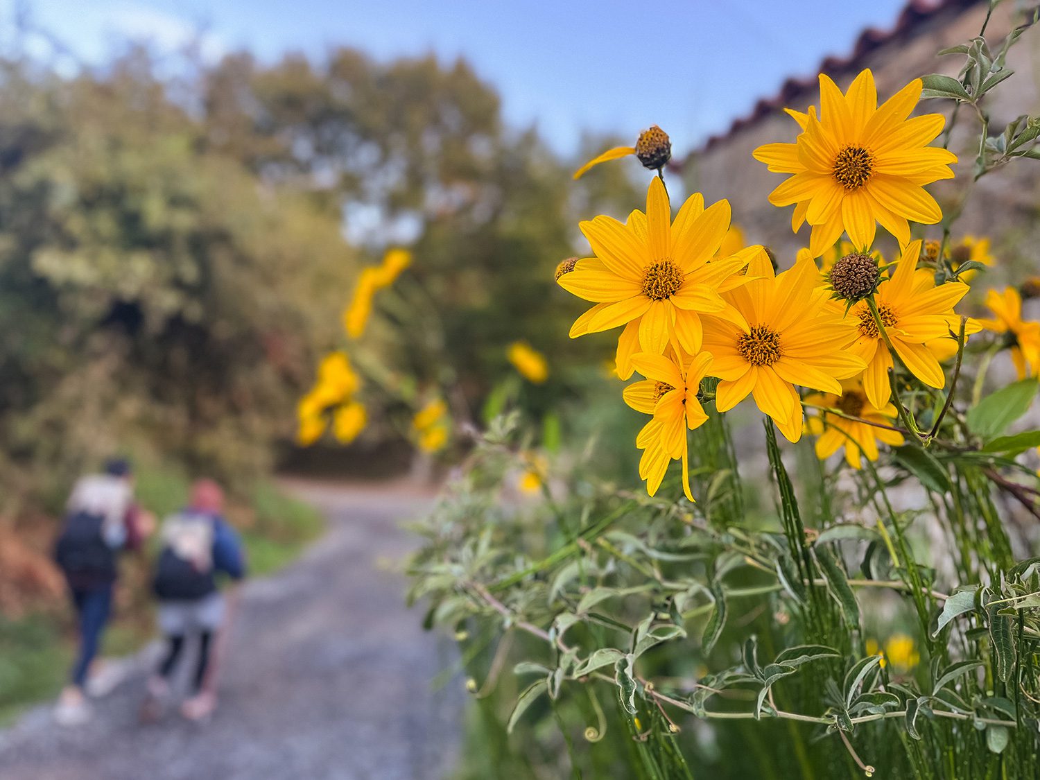 Camino Frances Palas de Rei to Ribadiso de Baixo