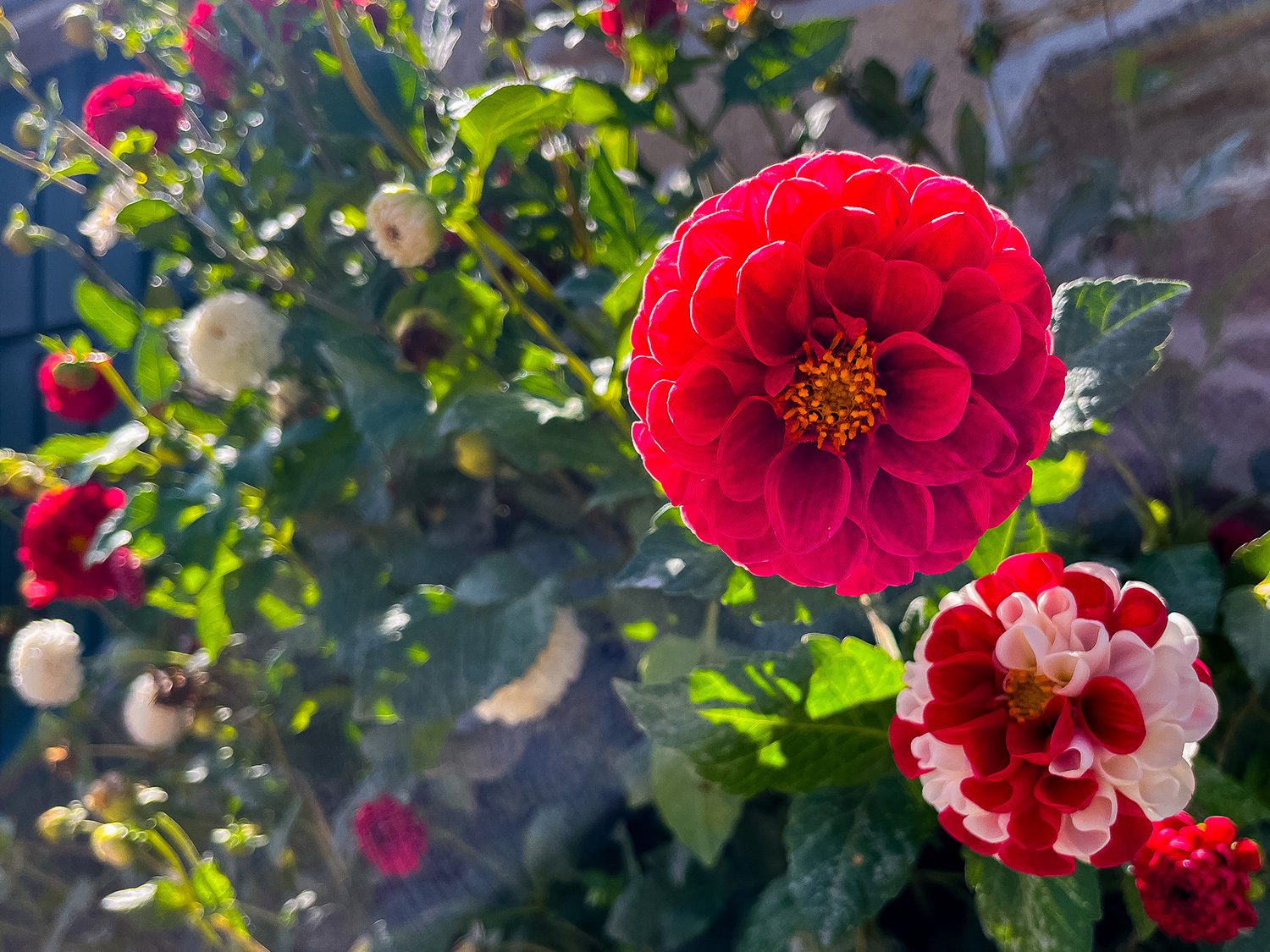 Camino Frances Portomarin to Palas de Rei