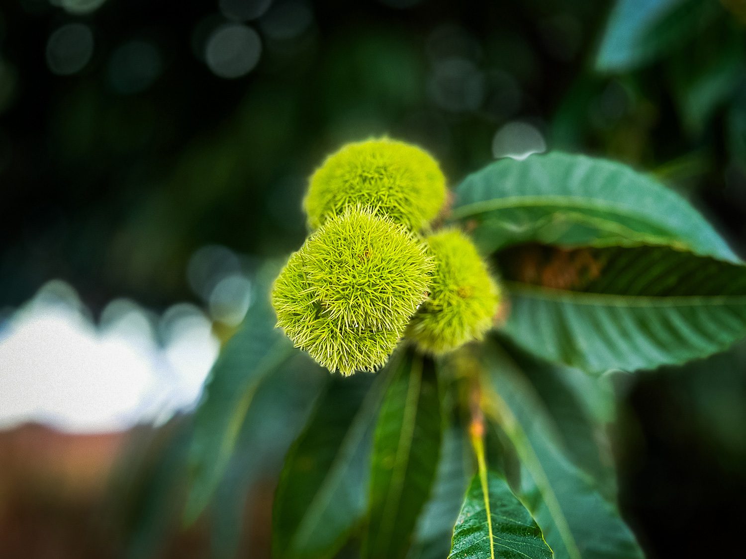 Camino Frances Sarria to Portomarin