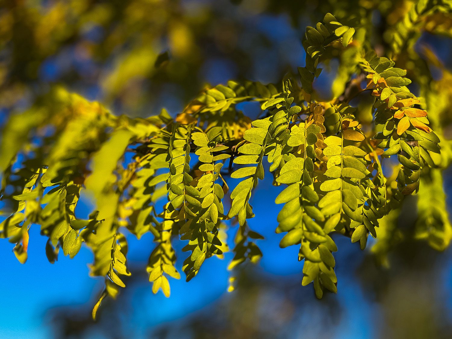Camino Frances Villadangos del Paramo to Justo de la Vega Astorga