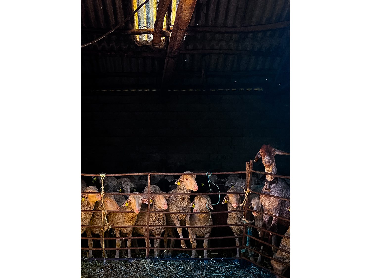 Camino Frances Villadangos del Paramo to Justo de la Vega Astorga