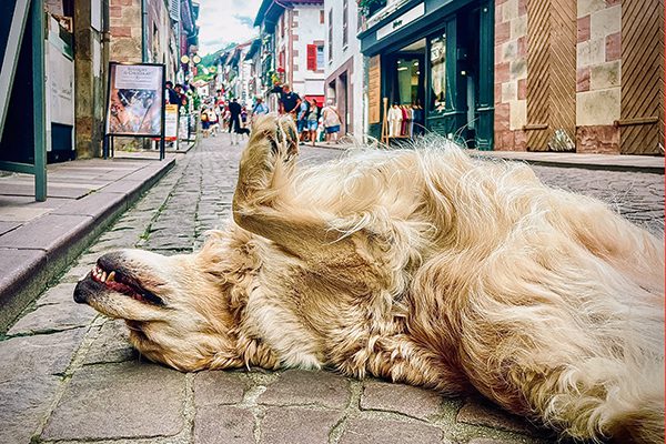 A dog takes a nap in the middle of the street in the sleepy town of Saint Jean Pied de Port in France – starting point for the long journey ahead to Borda