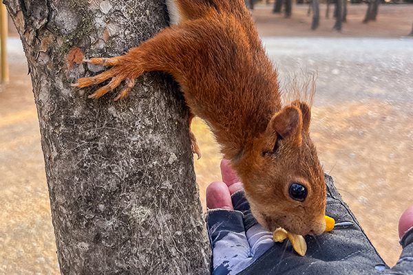 On the Camino Francés at Navarette we were greeted by a friendly red squirrel who scampered up to us with unmistakable purpose.