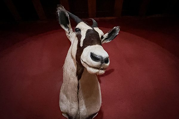 We only walked a short distance today from Villambistia to Villafranca, our hotel had many stuffed animals on the walls