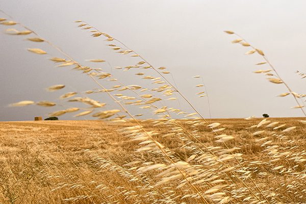 We are still on the Meseta and today’s walk would be flat and in a straight line along an old Roman road with endless wheat fields that had been harvested