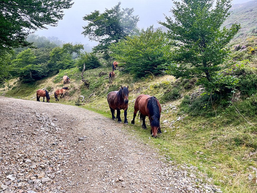 Horses grazing beside the Camino Francés mountain trail between Borda and Roncesvalles in the Pyrenees.