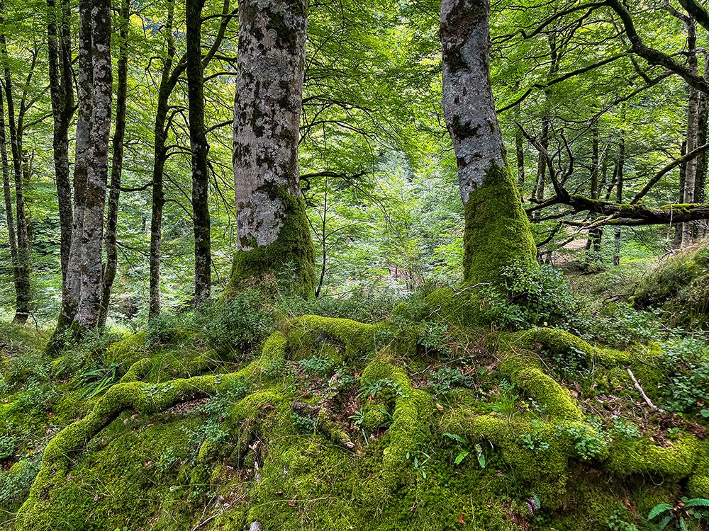 Moss-covered beech trees in the forest on the Camino Francés descent from Col de Lepoeder towards Roncesvalles.