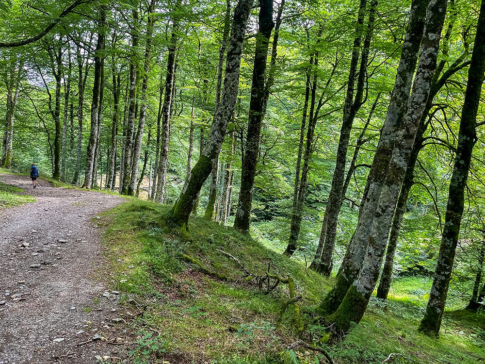 Pilgrim walking the Camino Francés through the beech forest on the descent towards Roncesvalles.