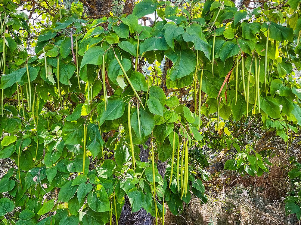 Long seed pods hanging from a leafy tree beside the Camino Francés towards Sahagún