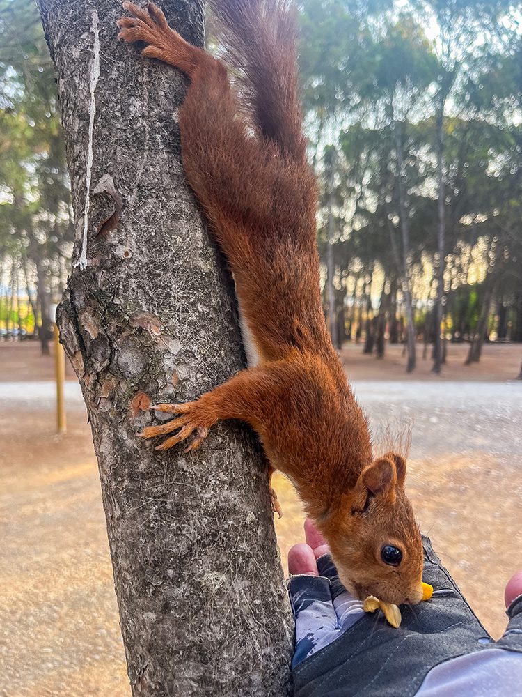 Red squirrel taking nuts from a pilgrim's hand in Parque de la Grajera on the Camino Francés