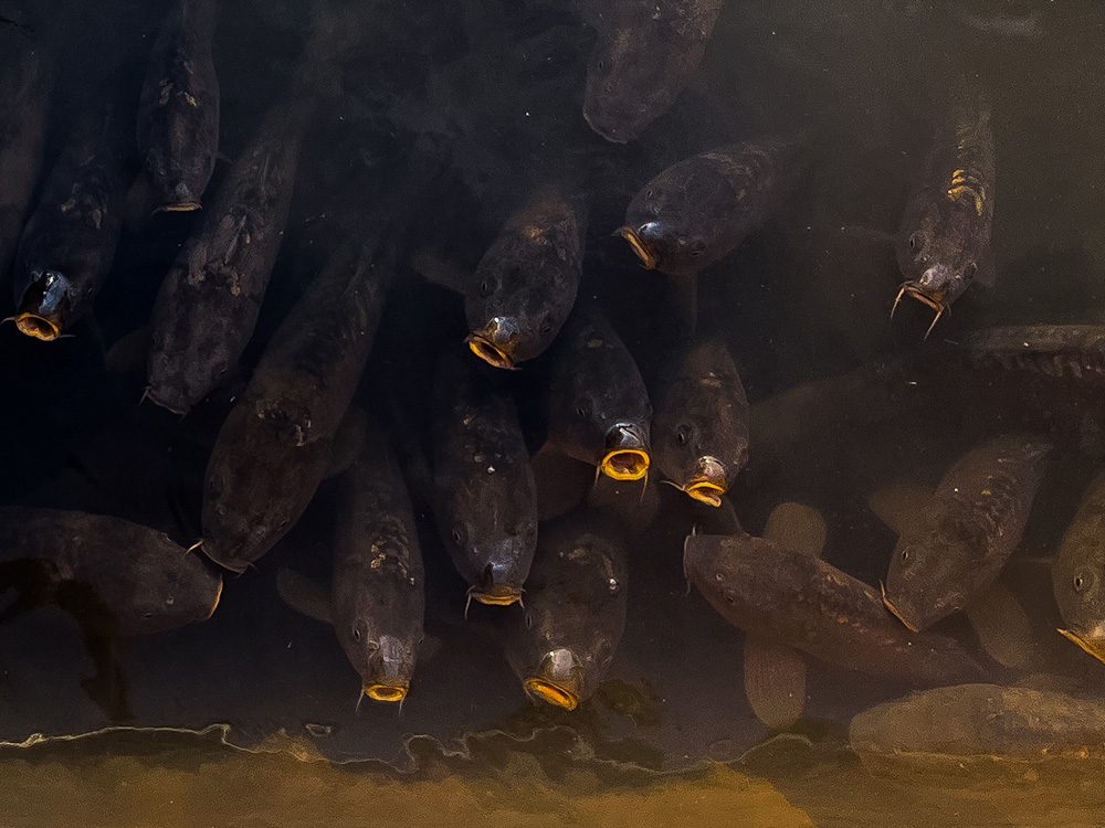 Shoal of carp beneath a wooden bridge in the lake at Parque de la Grajera