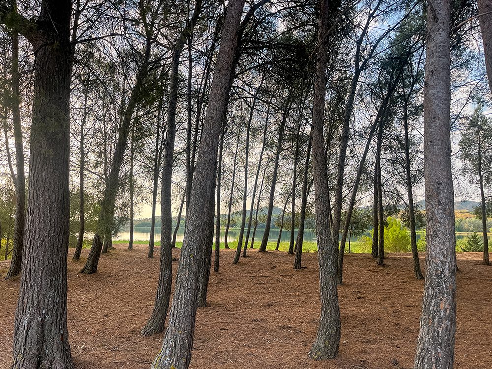 Pine woodland surrounding the reservoir in Parque de la Grajera on the Camino Francés