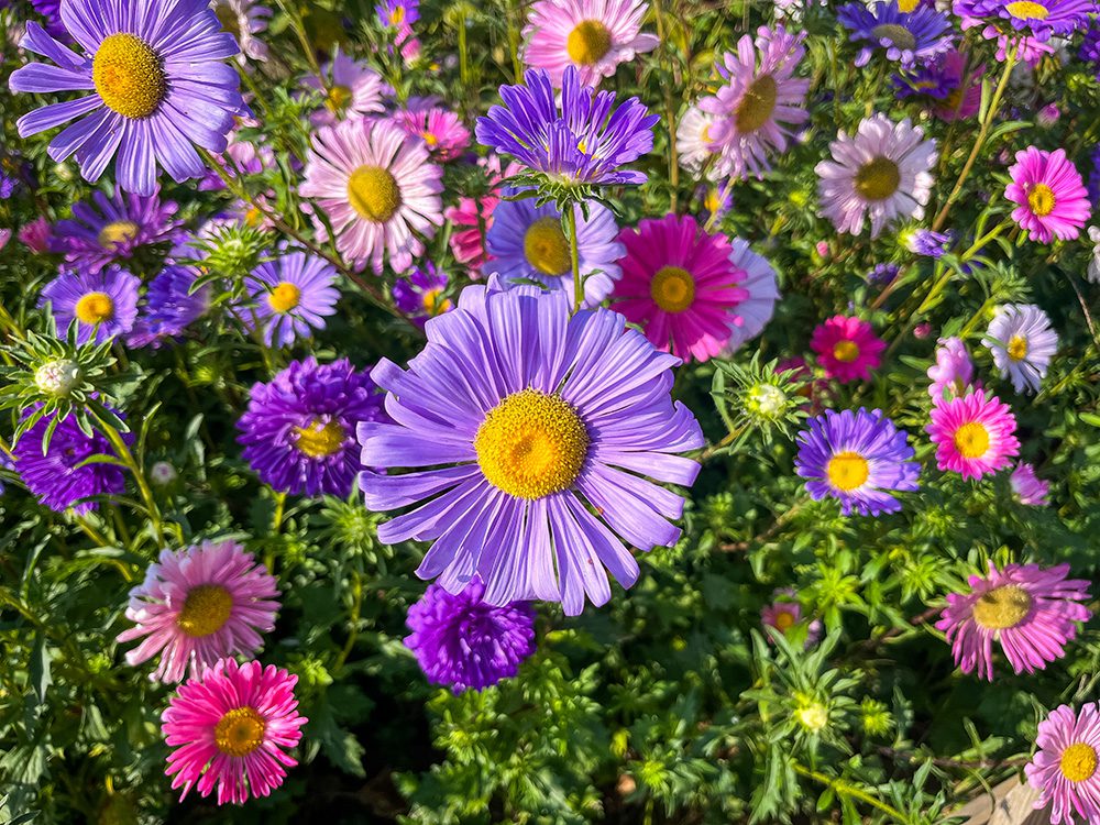 Colourful purple and pink flowers beside the Camino Francés route to León
