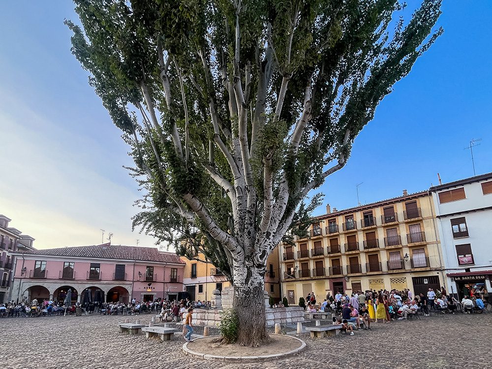 Plaza del Grano with its large tree, cobbled square and busy pavement cafés in León