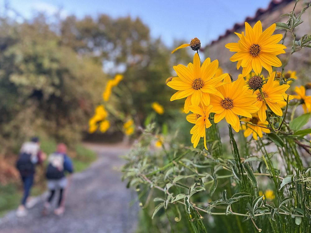 Yellow autumn flowers beside the trail as pilgrims walk the Camino Francés towards Melide