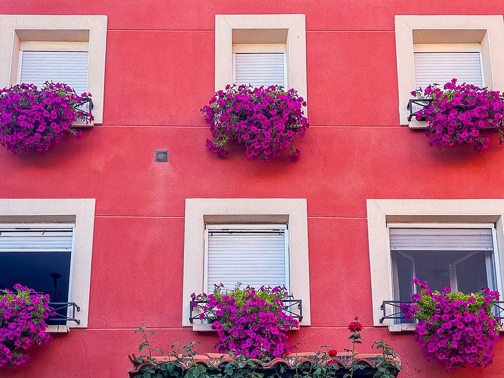 Purple flowers filling the windows of a colourful house beside the Camino Francés