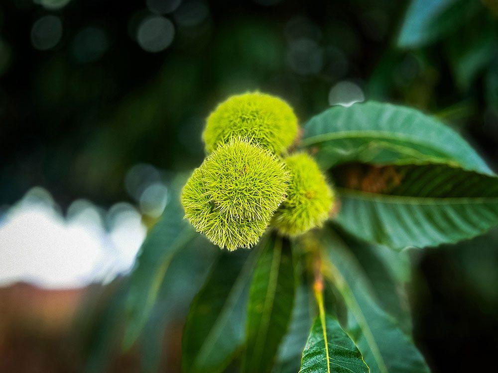 Spiky Husks of a sweet chestnut tree on the Camino to Portomarin